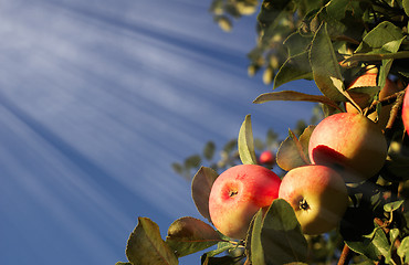 Image showing Red apples and leaves on blue sky