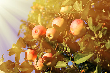 Image showing Red apples and leaves 