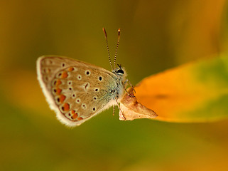 Image showing Butterfly