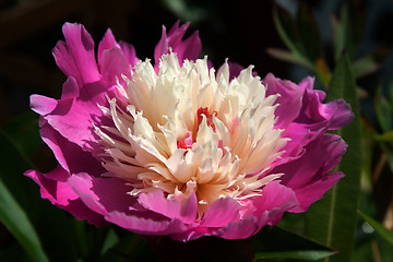 Image showing Peony