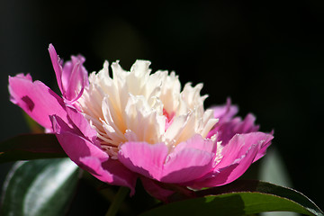 Image showing Peony