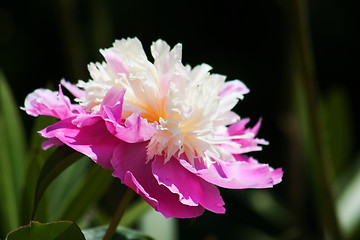 Image showing Peony