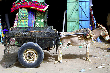 Image showing Donkey