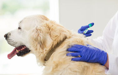 Image showing close up of vet making vaccine to dog at clinic