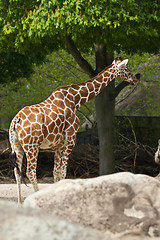 Image showing Girafe