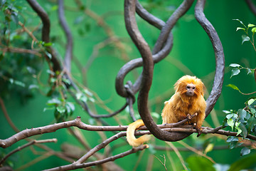 Image showing golden lion tamarin