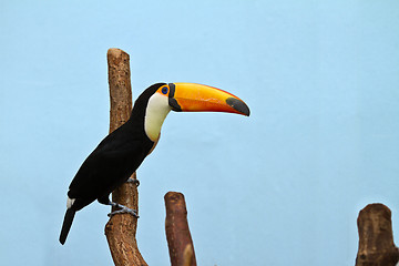 Image showing channel-billed toucan