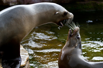 Image showing Pinniped- seal 