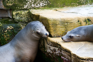 Image showing Pinniped- seal 