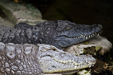 Image showing Alligator