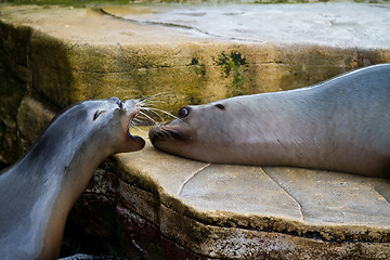 Image showing Pinniped- seal 