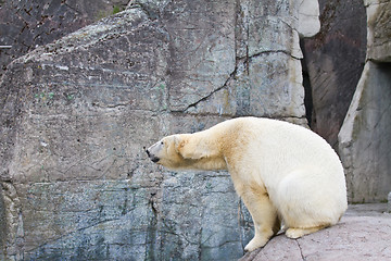 Image showing White bear