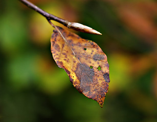 Image showing Autumn Leaf