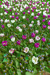 Image showing Tulip field in Keukenhof Gardens, Lisse, Netherlands