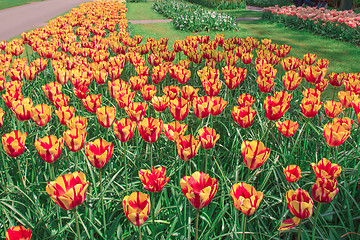 Image showing Tulip field in Keukenhof Gardens, Lisse, Netherlands