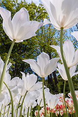 Image showing Tulip field in Keukenhof Gardens, Lisse, Netherlands