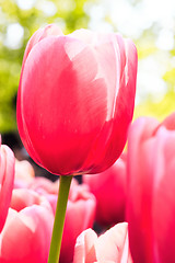 Image showing Tulip field in Keukenhof Gardens, Lisse, Netherlands