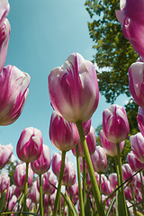 Image showing Tulip field in Keukenhof Gardens, Lisse, Netherlands