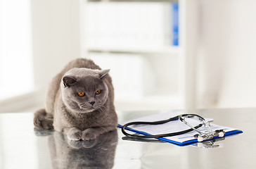 Image showing close up of british cat at vet clinic