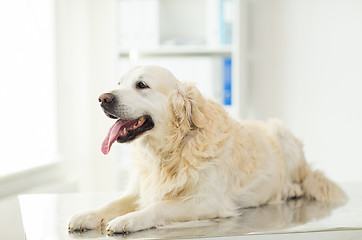 Image showing close up of golden retriever dog at vet clinic