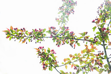 Image showing close up of beautiful blooming apple tree branch