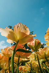 Image showing Tulip field in Keukenhof Gardens, Lisse, Netherlands