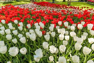 Image showing Tulip field in Keukenhof Gardens, Lisse, Netherlands