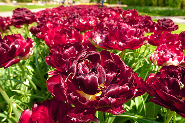 Image showing Tulip field in Keukenhof Gardens, Lisse, Netherlands