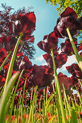 Image showing Tulip field in Keukenhof Gardens, Lisse, Netherlands