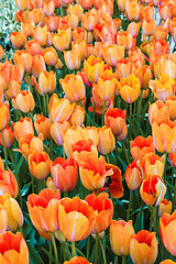 Image showing Tulip field in Keukenhof Gardens, Lisse, Netherlands