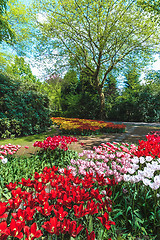 Image showing Tulip field in Keukenhof Gardens, Lisse, Netherlands