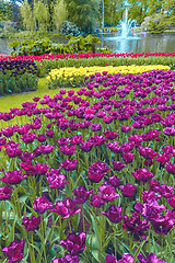 Image showing Tulip field in Keukenhof Gardens, Lisse, Netherlands