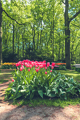 Image showing Tulip field in Keukenhof Gardens, Lisse, Netherlands