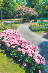 Image showing Tulip field in Keukenhof Gardens, Lisse, Netherlands