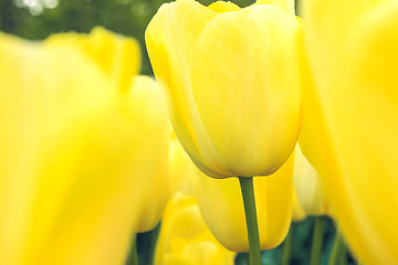 Image showing Tulip field in Keukenhof Gardens, Lisse, Netherlands