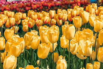 Image showing Tulip field in Keukenhof Gardens, Lisse, Netherlands