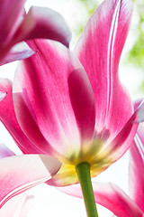 Image showing Tulip field in Keukenhof Gardens, Lisse, Netherlands