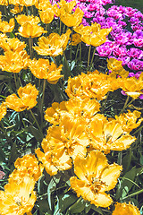 Image showing Tulip field in Keukenhof Gardens, Lisse, Netherlands