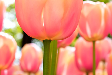 Image showing Tulip field in Keukenhof Gardens, Lisse, Netherlands