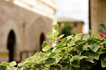 Image showing Plant public street in Spello