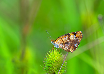 Image showing Silvery Checkerspot (Chlosyne nycteis)