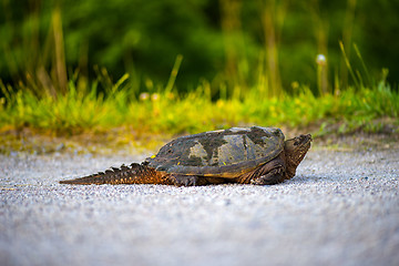 Image showing common Snapping Turtle