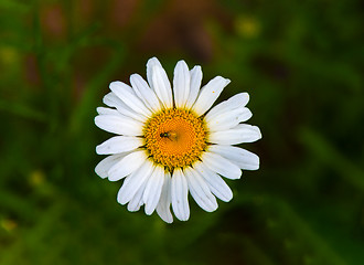 Image showing daisy