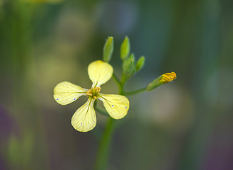 Image showing Field Mustard or Wild Turnip (Brassica rapa)