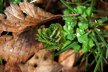 Image showing Drops