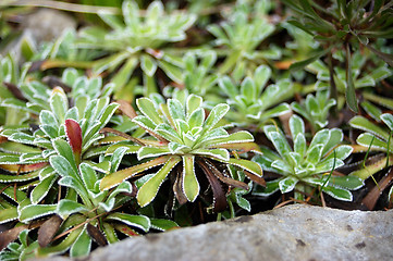 Image showing Plants