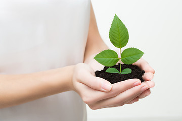 Image showing hands holding young plant 