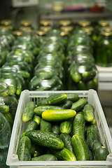 Image showing gurtsov conservation. Fresh cucumbers in jars