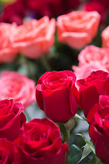 Image showing red roses background