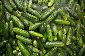 Image showing gurtsov conservation. Fresh cucumbers in jars